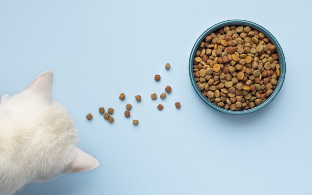 ¿Cuánto debe comer un gato?